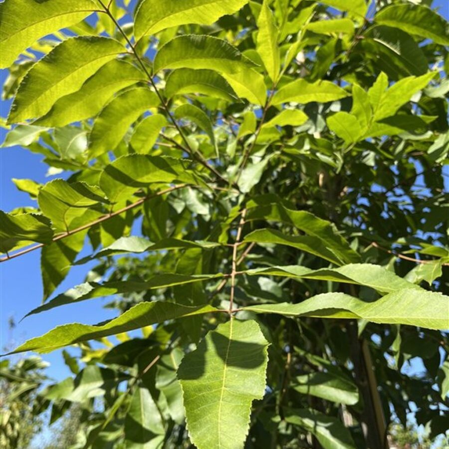 Carya illinoinensis <span class='dutchtitlepart'>Pecannoot</span>