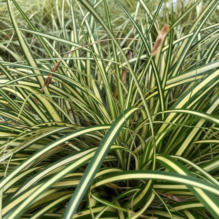 Carex oshim. 'Evergold' <span class='dutchtitlepart'>Zegge</span>