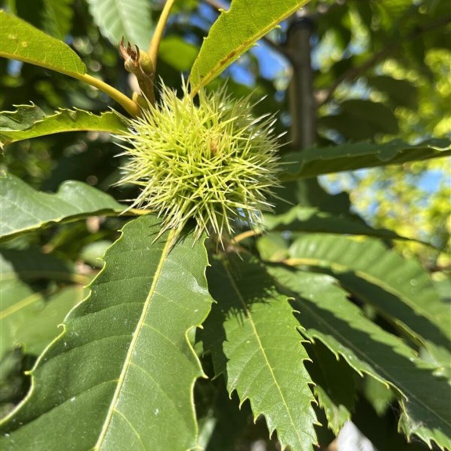 Castanea sativa <span class='dutchtitlepart'>Tamme kastanje</span>