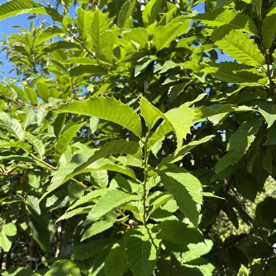 Castanea sat. Resista <span class='dutchtitlepart'>Tamme kastanje</span>