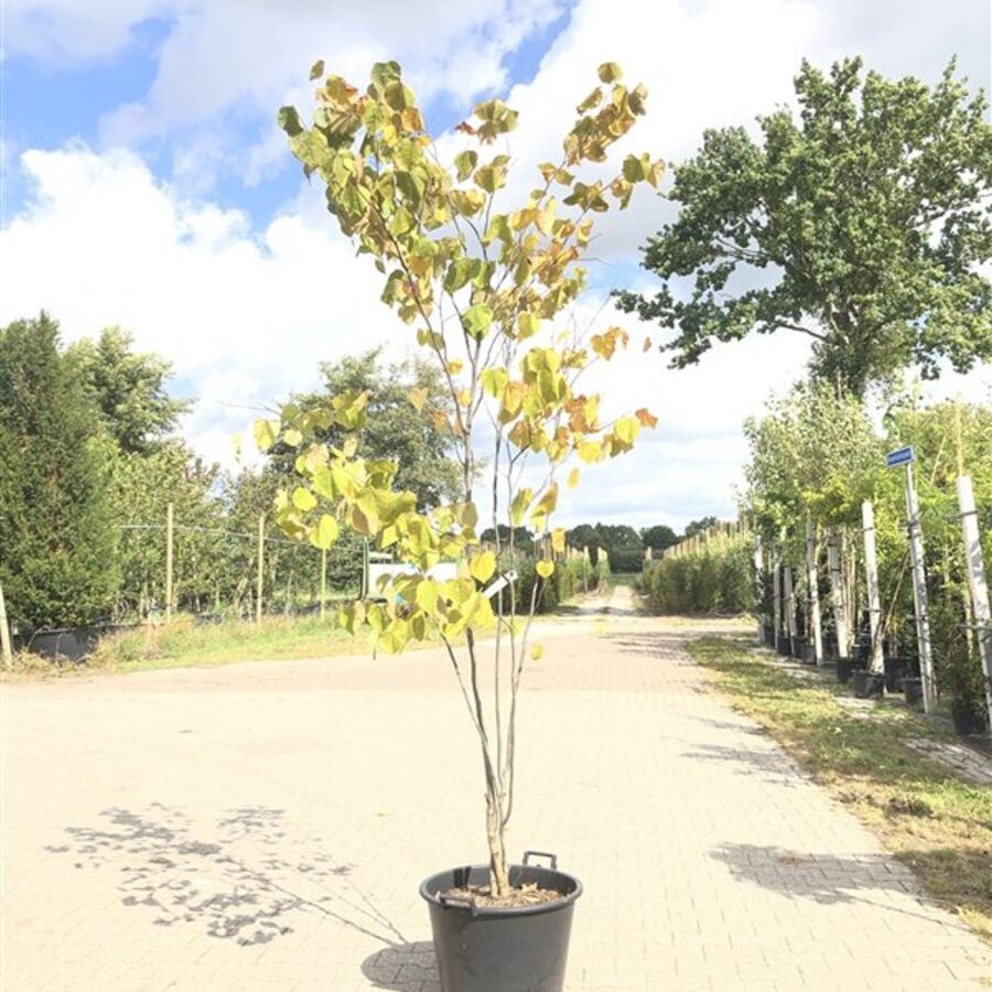 Cercis canadensis <span class='dutchtitlepart'>Judasboom</span>