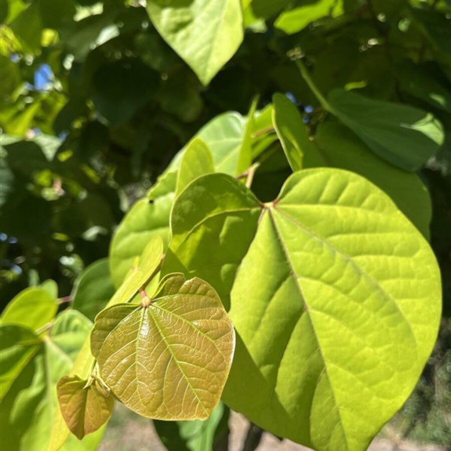 Cercis can. 'Elephant Heart' <span class='dutchtitlepart'>Judasboom</span>