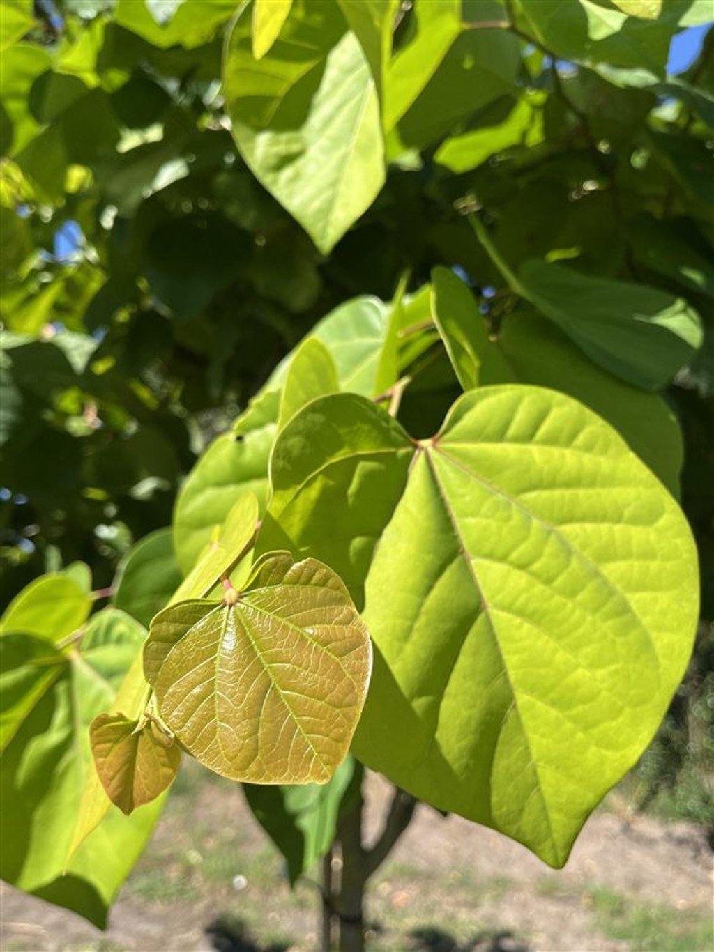 Cercis can. 'Elephant Heart' <span class='dutchtitlepart'>Judasboom</span>