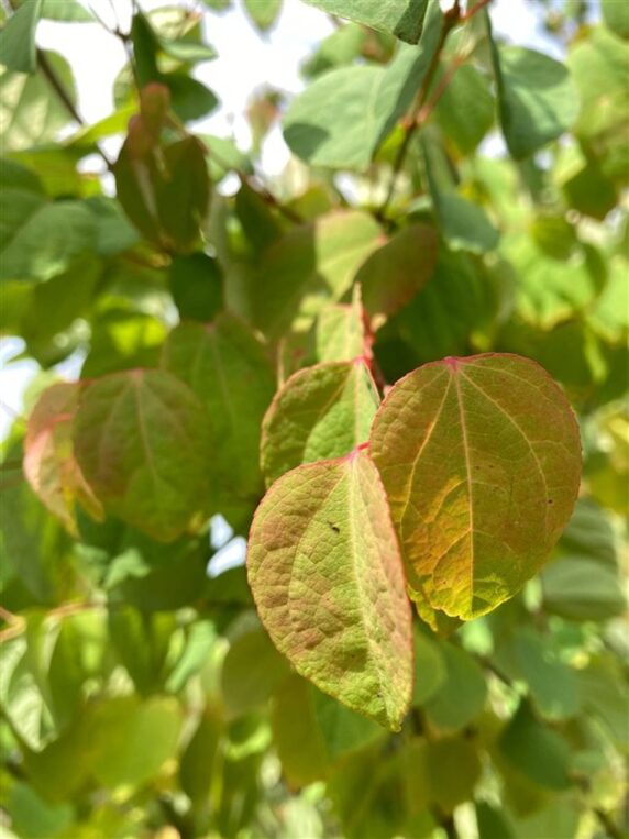 Cercidiphyllum japonicum <span class='dutchtitlepart'>Katsuraboom</span>