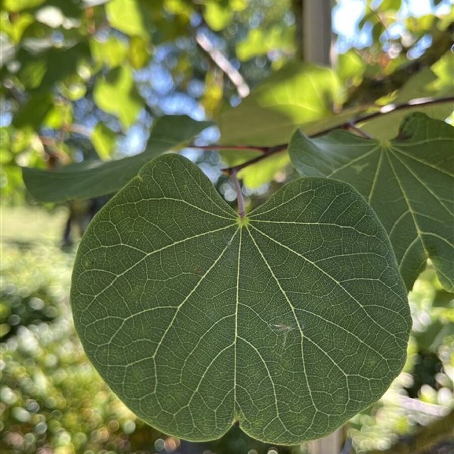 Cercis siliquastrum <span class='dutchtitlepart'>Judasboom</span>