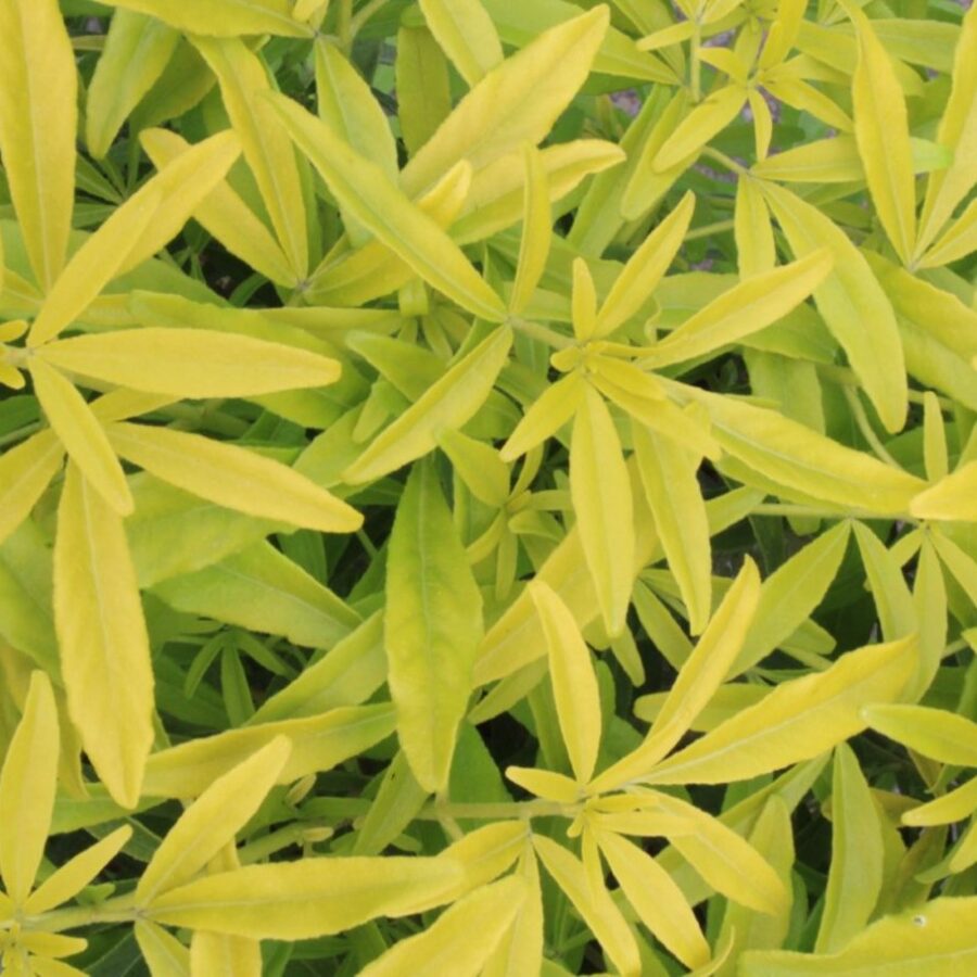 Choisya Goldfingers <span class='dutchtitlepart'>Mexicaanse oranjebloesem</span>