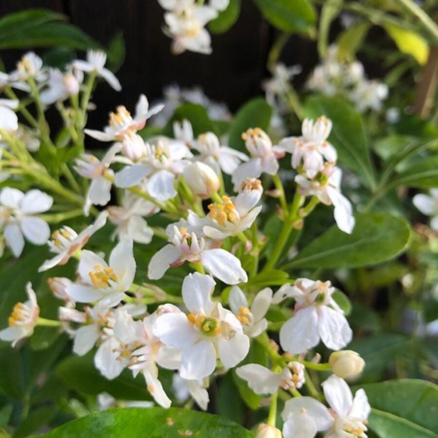 Choisya ternata <span class='dutchtitlepart'>Mexicaanse oranjebloesem</span>