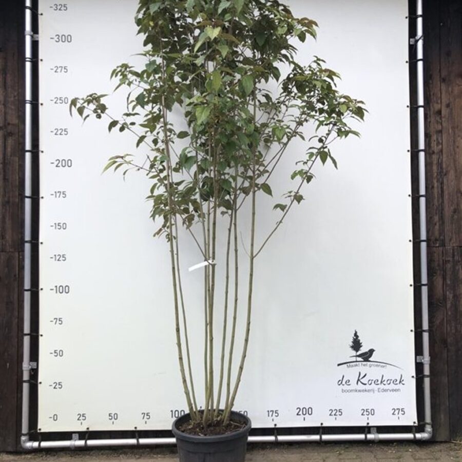Clerodendrum trich. 'Purple Blaze' <span class='dutchtitlepart'>Pindakaasboom</span>