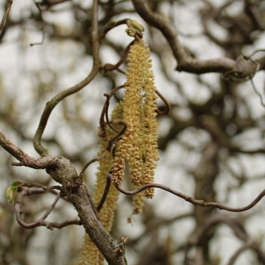 Corylus a. 'Contorta' <span class='dutchtitlepart'>Kronkelhazelaar</span>