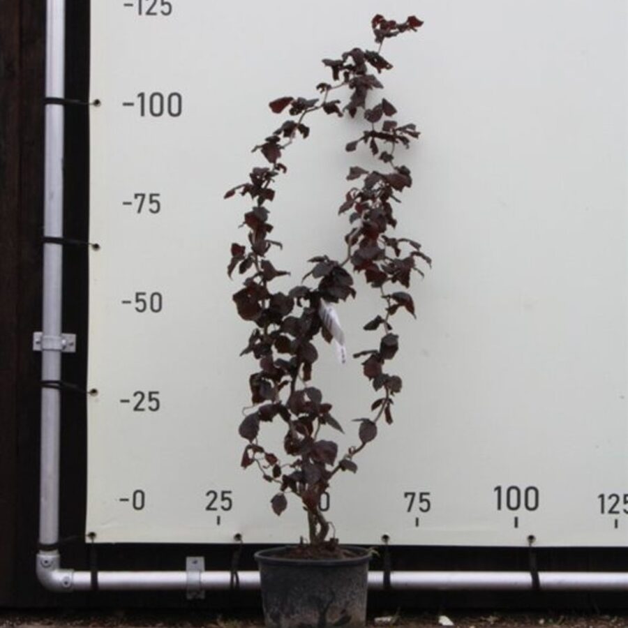 Corylus a. 'Red Majestic' <span class='dutchtitlepart'>Roodbladige kronkelhazelaar</span>