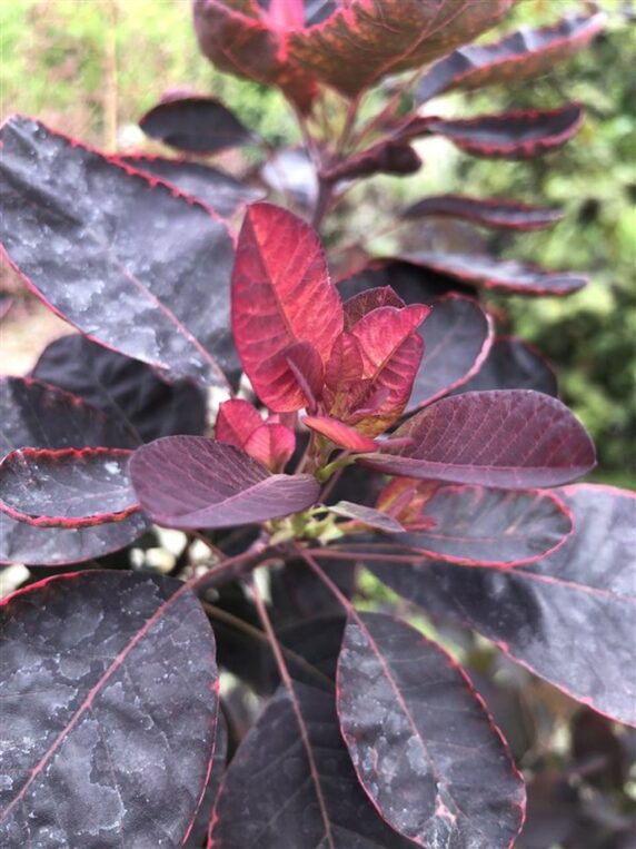 Cotinus cog. 'Royal Purple' <span class='dutchtitlepart'>Pruikenboom</span>