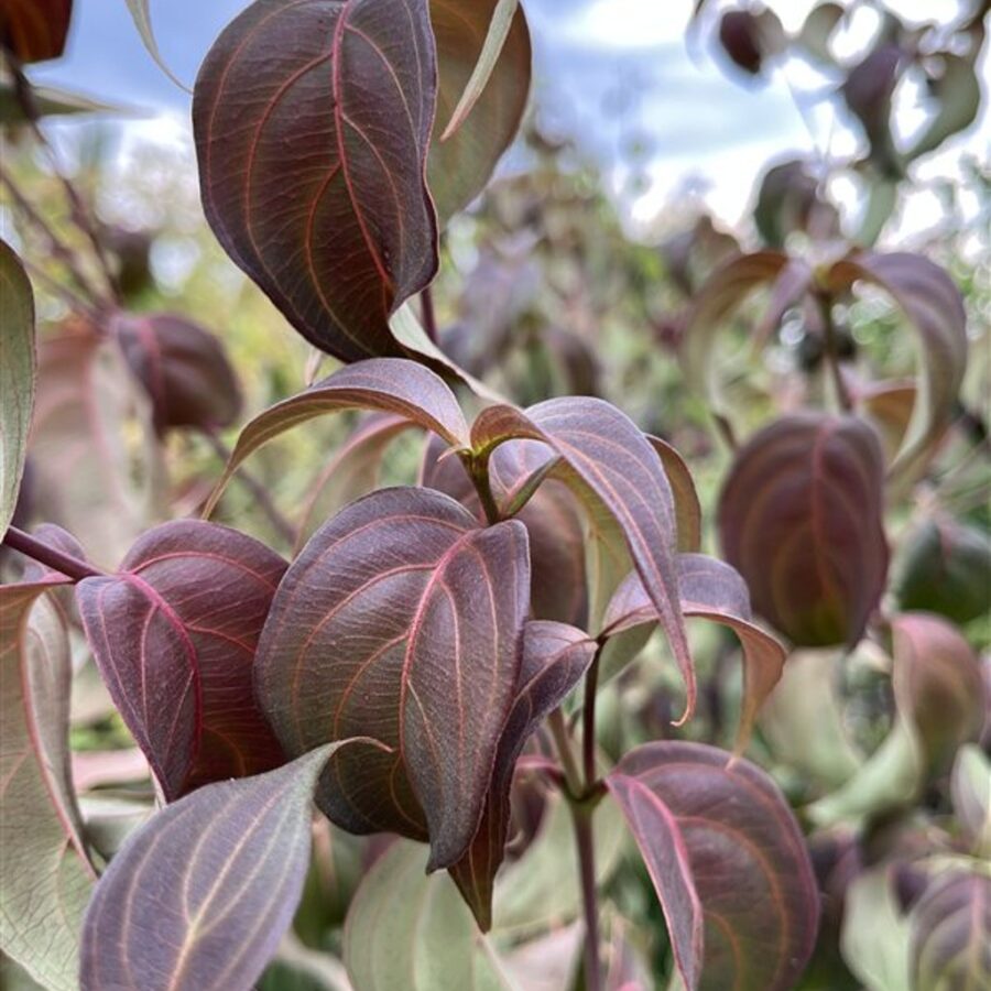 Cornus k. 'Cappucino' <span class='dutchtitlepart'>Japanse grootbloemige kornoelje</span>