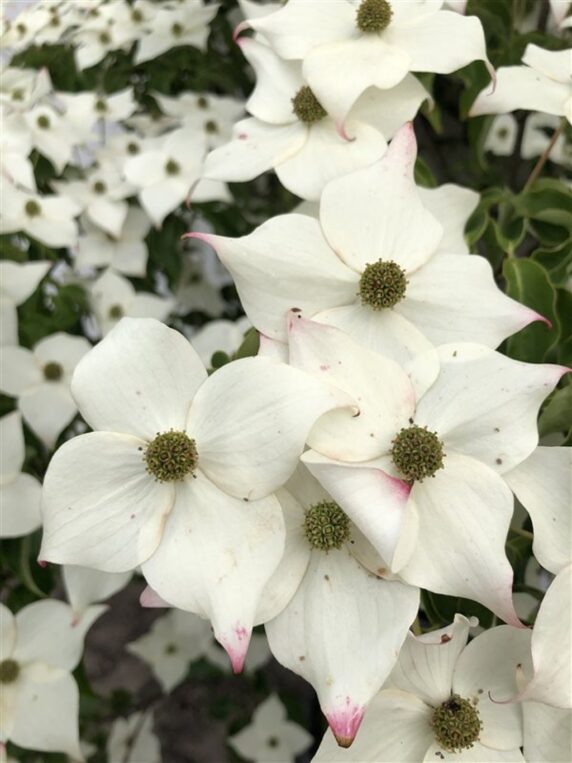 Cornus k. 'Milky Way' <span class='dutchtitlepart'>Japanse grootbloemige kornoelje</span>