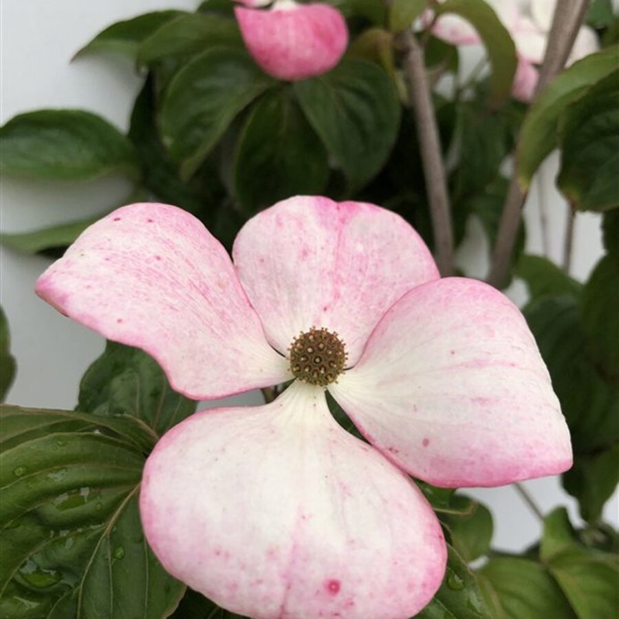 Cornus k. 'Satomi' Grootbloemige japanse kornoelje