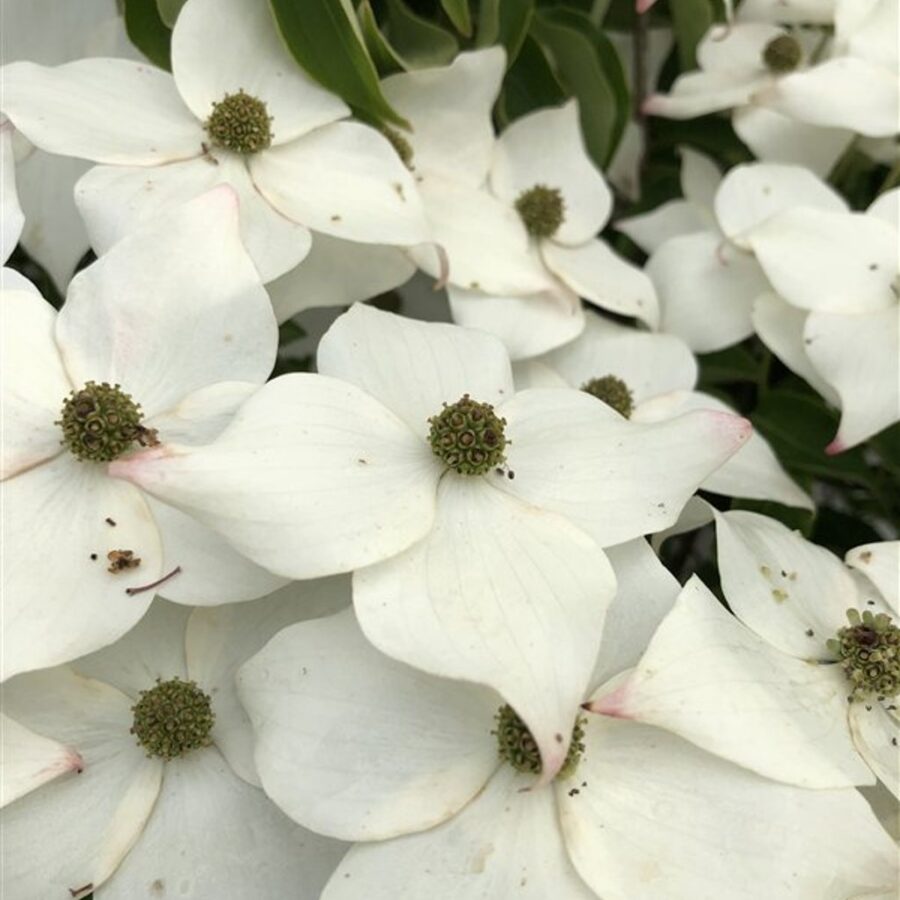 Cornus k. 'Weisse Fontaine' <span class='dutchtitlepart'>Japanse grootbloemige kornoelje</span>