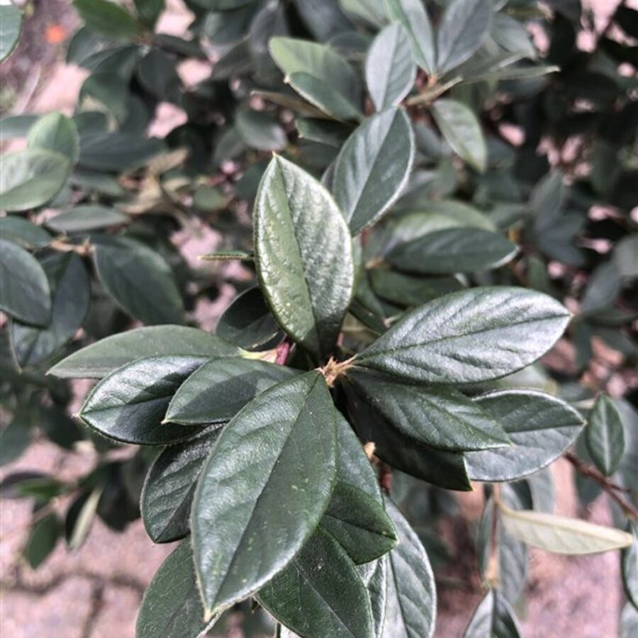 Cotoneaster lacteus Dwergmispel