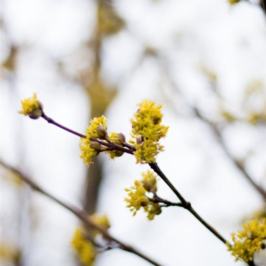 Cornus officinalis <span class='dutchtitlepart'>Japanse kornoelje</span>