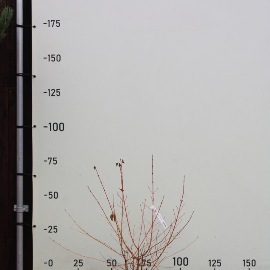 Cornus sang. 'Midwinter Fire' <span class='dutchtitlepart'>Rode kornoelje</span>