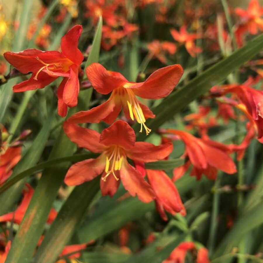Crocosmia 'Lucifer' Montbretia