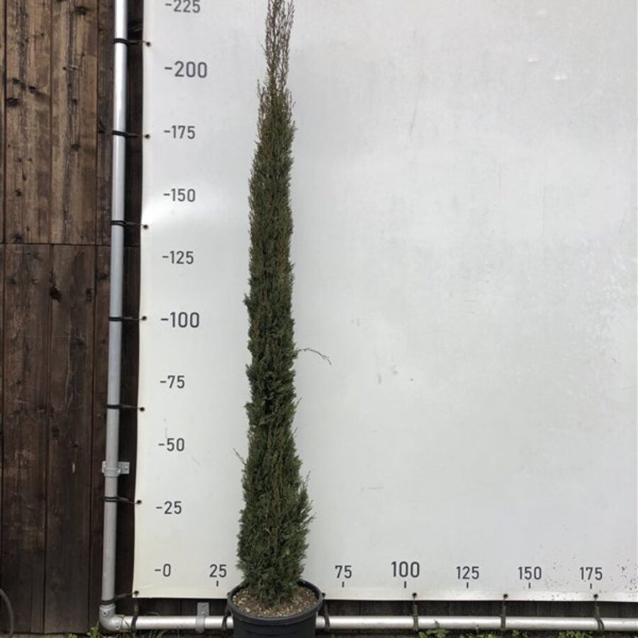 Cupressus sempervirens <span class='dutchtitlepart'>Italiaanse cypres</span>