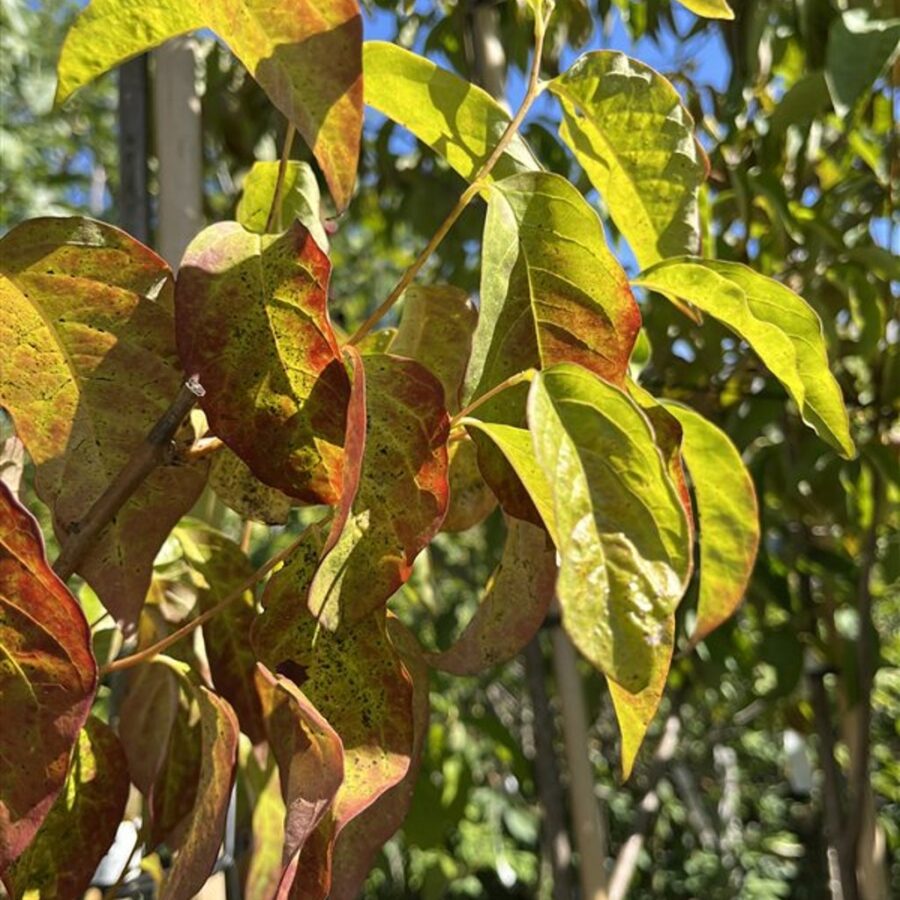 Diospyros lotus <span class='dutchtitlepart'>Lotusboom</span>