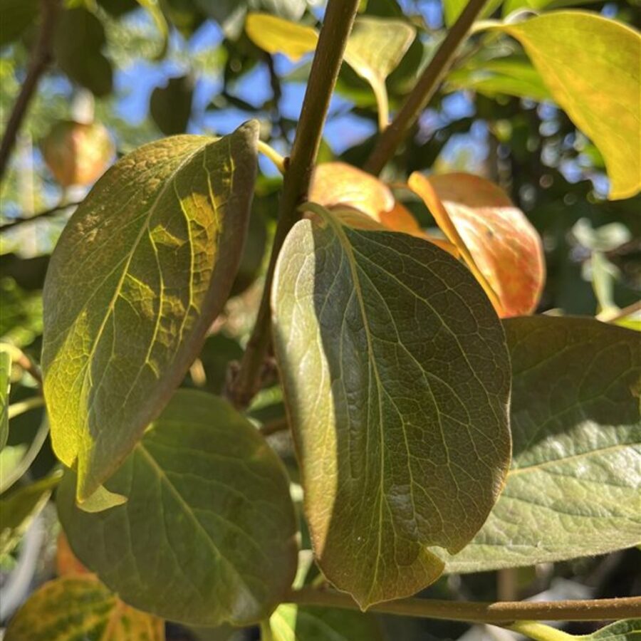 Diospyros 'Nikita's Gift' <span class='dutchtitlepart'>Kaki</span>