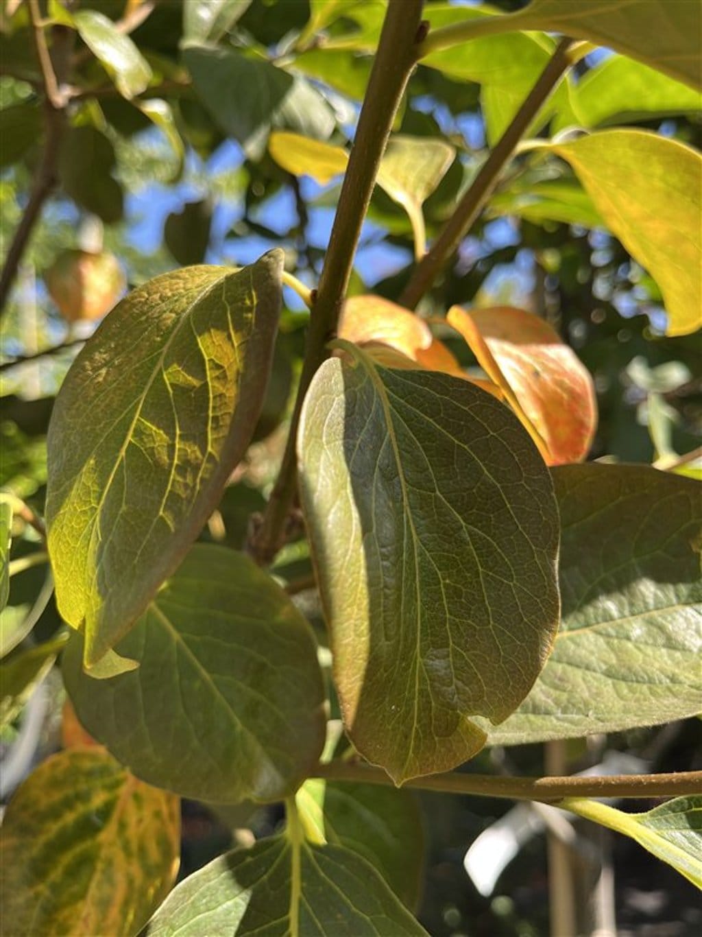 Diospyros 'Nikita's Gift' <span class='dutchtitlepart'>Kaki</span>