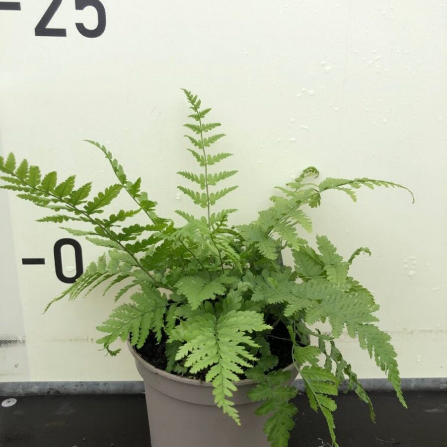Dryopteris filix-mas Mannetjesvaren