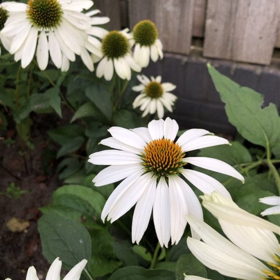 Echinacea p. 'Alba' Zonnehoed