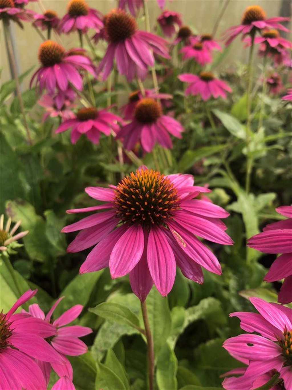 Echinacea p. Powwow Wild Berry <span class='dutchtitlepart'>Zonnehoed</span>