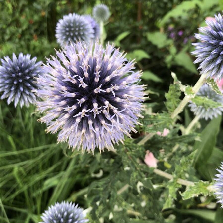 Echinops ritro Kogeldistel