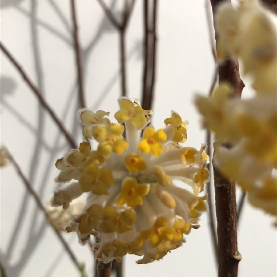 Edgeworthia chrys. 'Grandiflora' Papierstruik