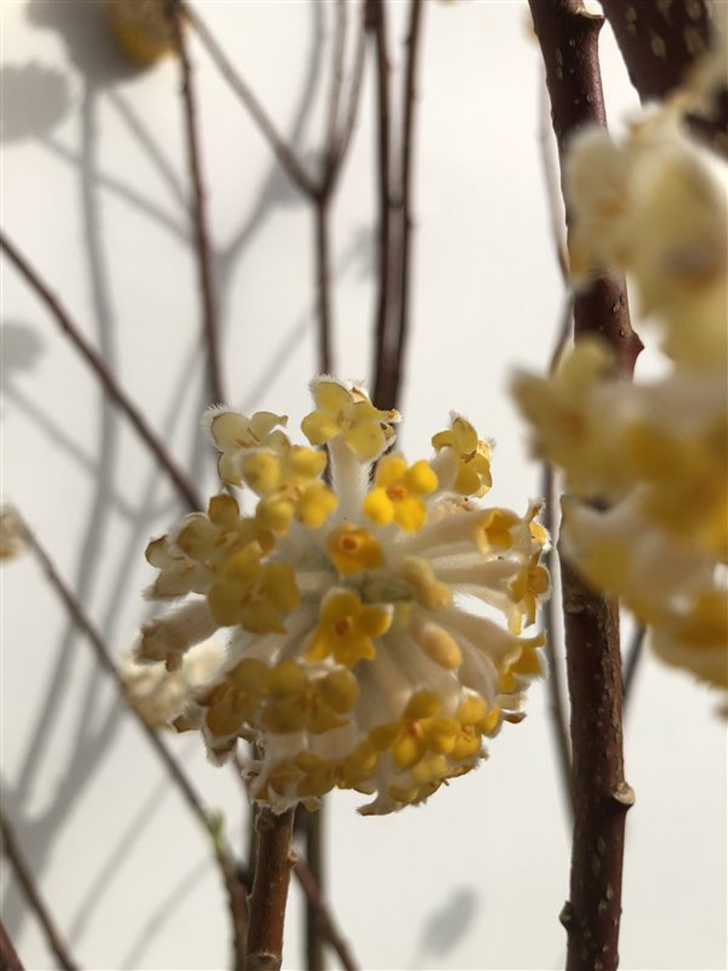 Edgeworthia chrys. 'Grandiflora' Papierstruik