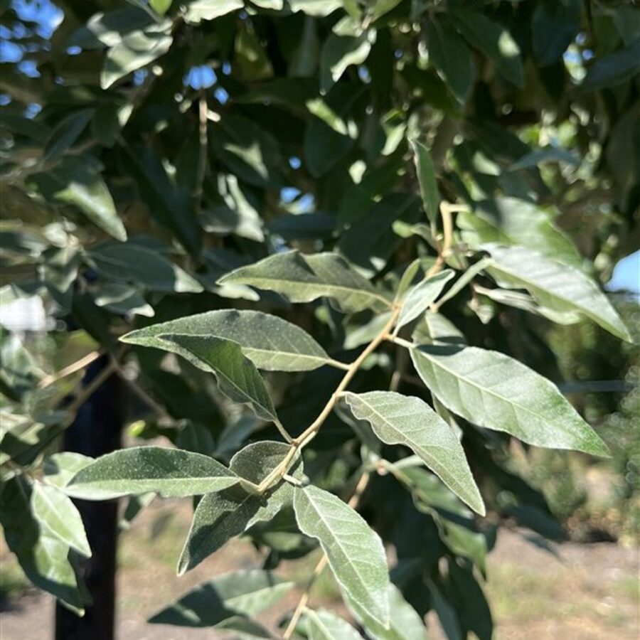 Elaeagnus multiflora <span class='dutchtitlepart'>Langstelige olijfwilg</span>