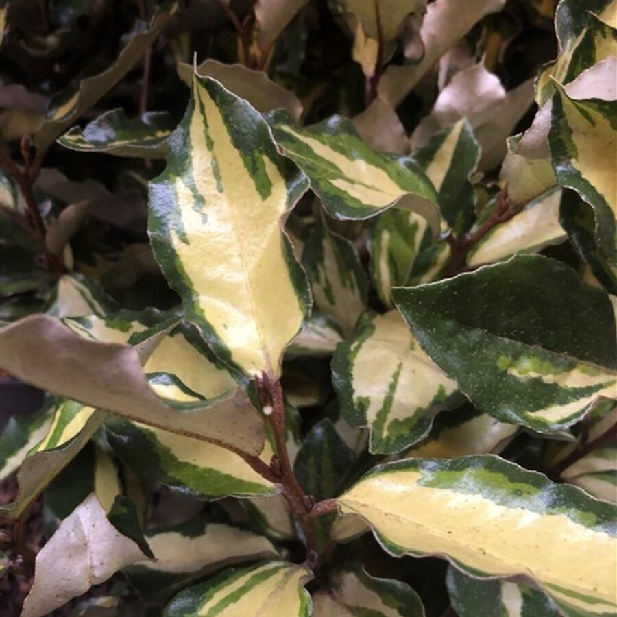 Elaeagnus pungens 'Maryline' Bontbladige olijfwilg