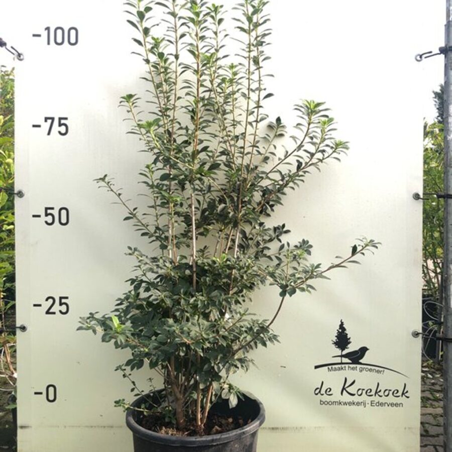 Enkianthus campanulatus Pronkklokje