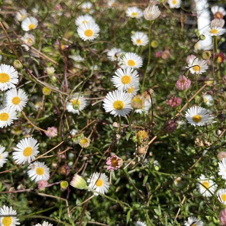 Erigeron karvinskianus Muurfijnstraal