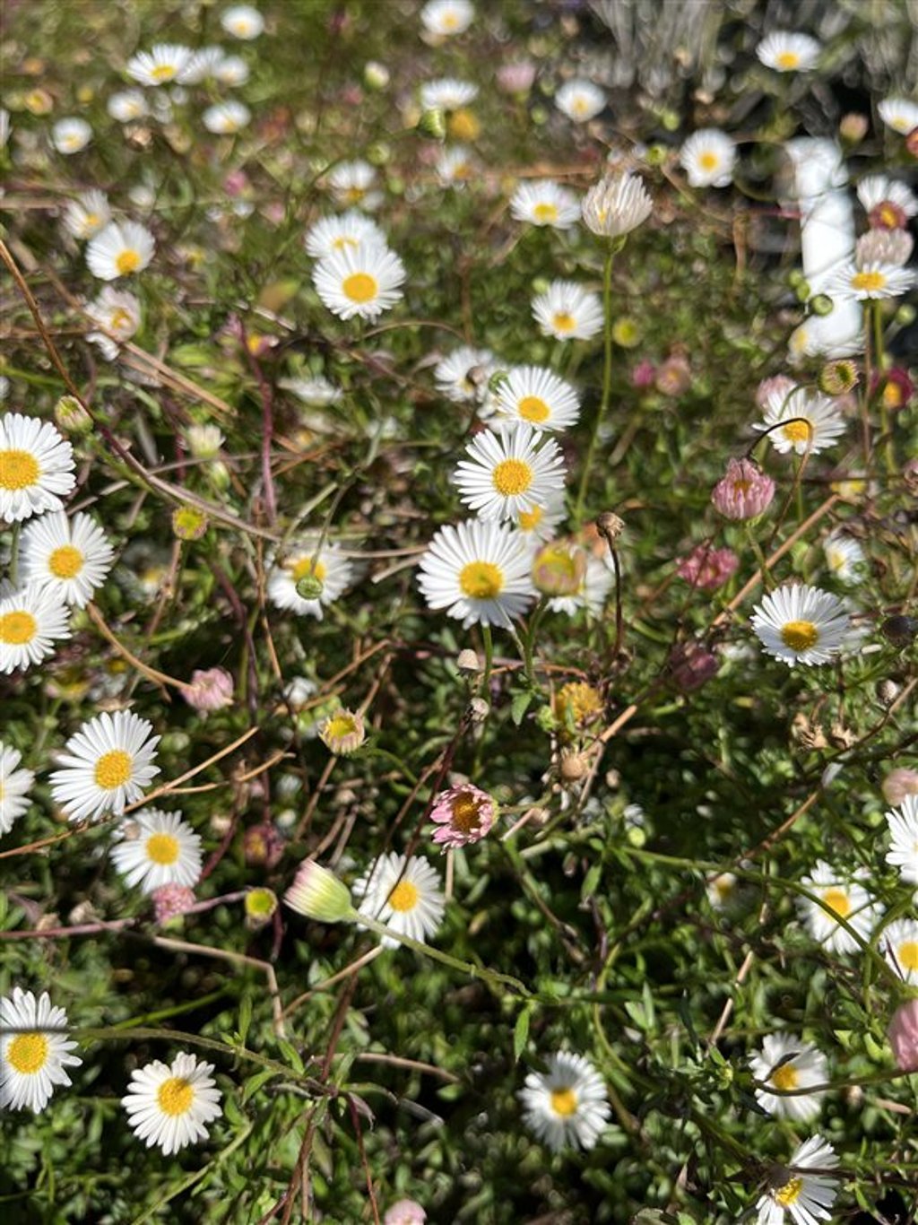 Erigeron karvinskianus Muurfijnstraal