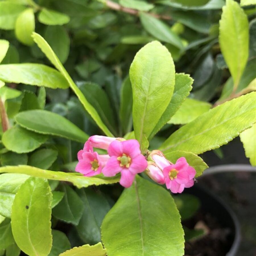 Escallonia 'Gold Ellen' Escallonia