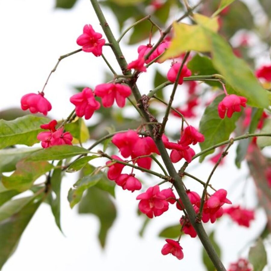 Euonymus europaeus Wilde kardinaalsmuts
