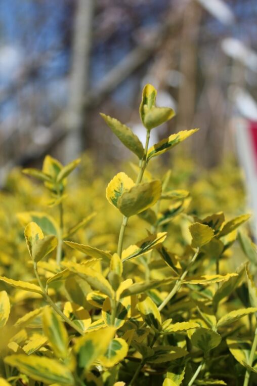 Euonymus fort. 'Emerald 'n' Gold' <span class='dutchtitlepart'>Japanse kardinaalsmuts</span>