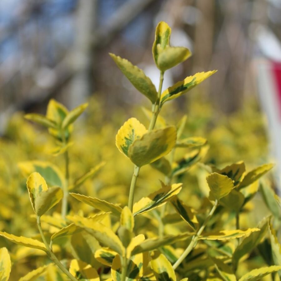 Euonymus fort. 'Emerald 'n' Gold' <span class='dutchtitlepart'>Japanse kardinaalsmuts</span>