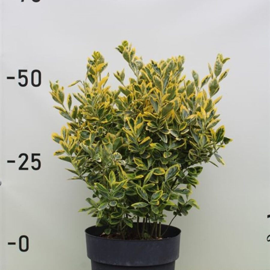 Euonymus jap. 'Bravo' <span class='dutchtitlepart'>Japanse kardinaalshoed</span>