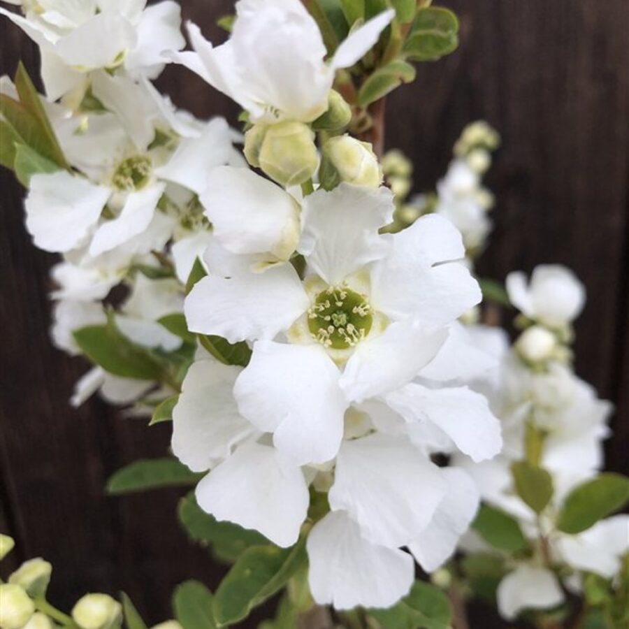 Exochorda 'Magical Springtime' <span class='dutchtitlepart'>Parelstruik</span>