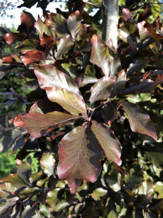Fagus syl. 'Atropunicea' Rode beuk