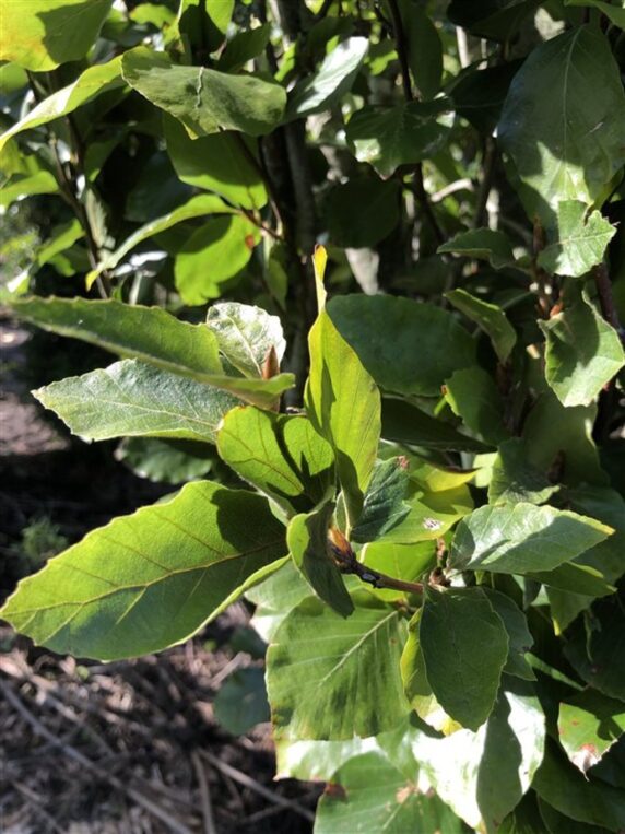 Fagus syl. 'Dawyck' <span class='dutchtitlepart'>Zuilbeuk</span>