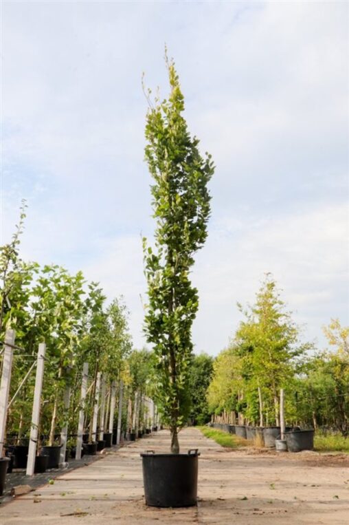 Fagus syl. 'Dawyck Gold' <span class='dutchtitlepart'>Gele zuilbeuk</span>