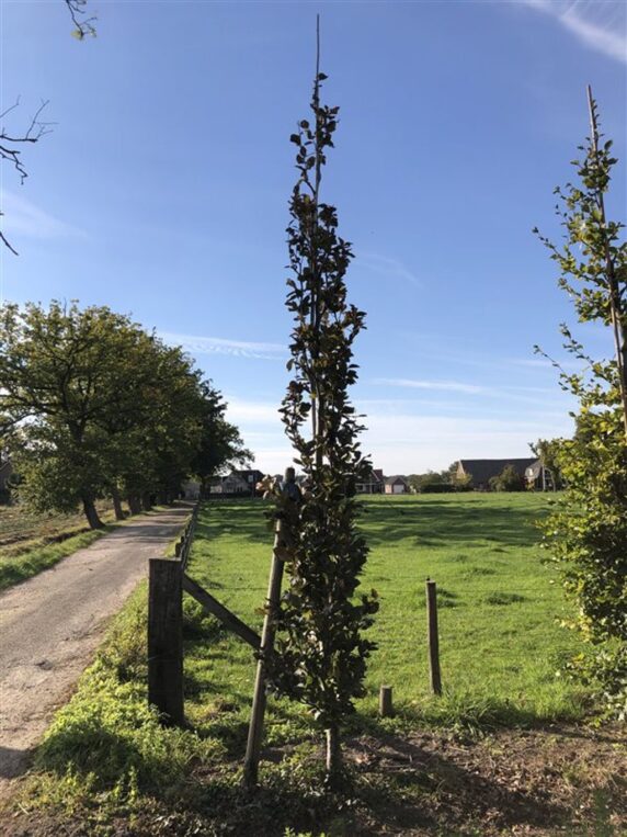 Fagus syl. 'Dawyck Purple' <span class='dutchtitlepart'>Rode zuilbeuk</span>