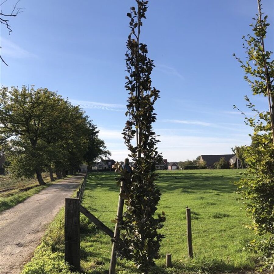 Fagus syl. 'Dawyck Purple' <span class='dutchtitlepart'>Rode zuilbeuk</span>