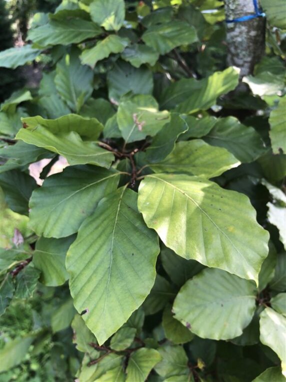 Fagus sylvatica <span class='dutchtitlepart'>Beuk</span>